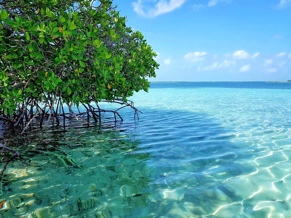 Serene image of clear turquoise water with sunlight reflecting on its surface. A lush mangrove tree with vibrant green leaves and exposed roots extends over the water, adding natural beauty to the scene. The background shows a calm blue sea merging with the horizon under a bright blue sky with scattered white clouds.
