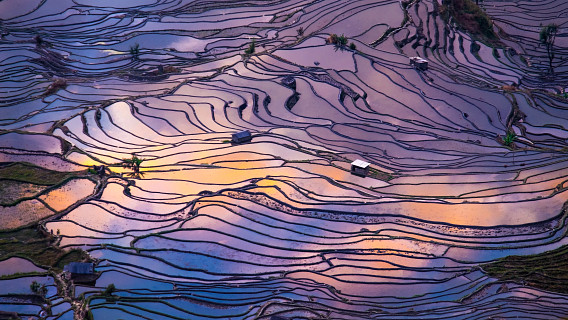 Sunset reflections on rice fields
