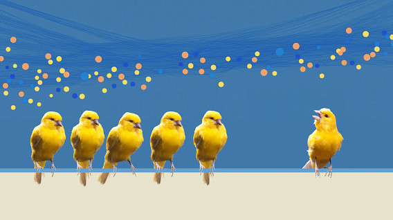 colorful montage of a row of small yellow birds, one of them skwaking at the others, all surrounded by data points